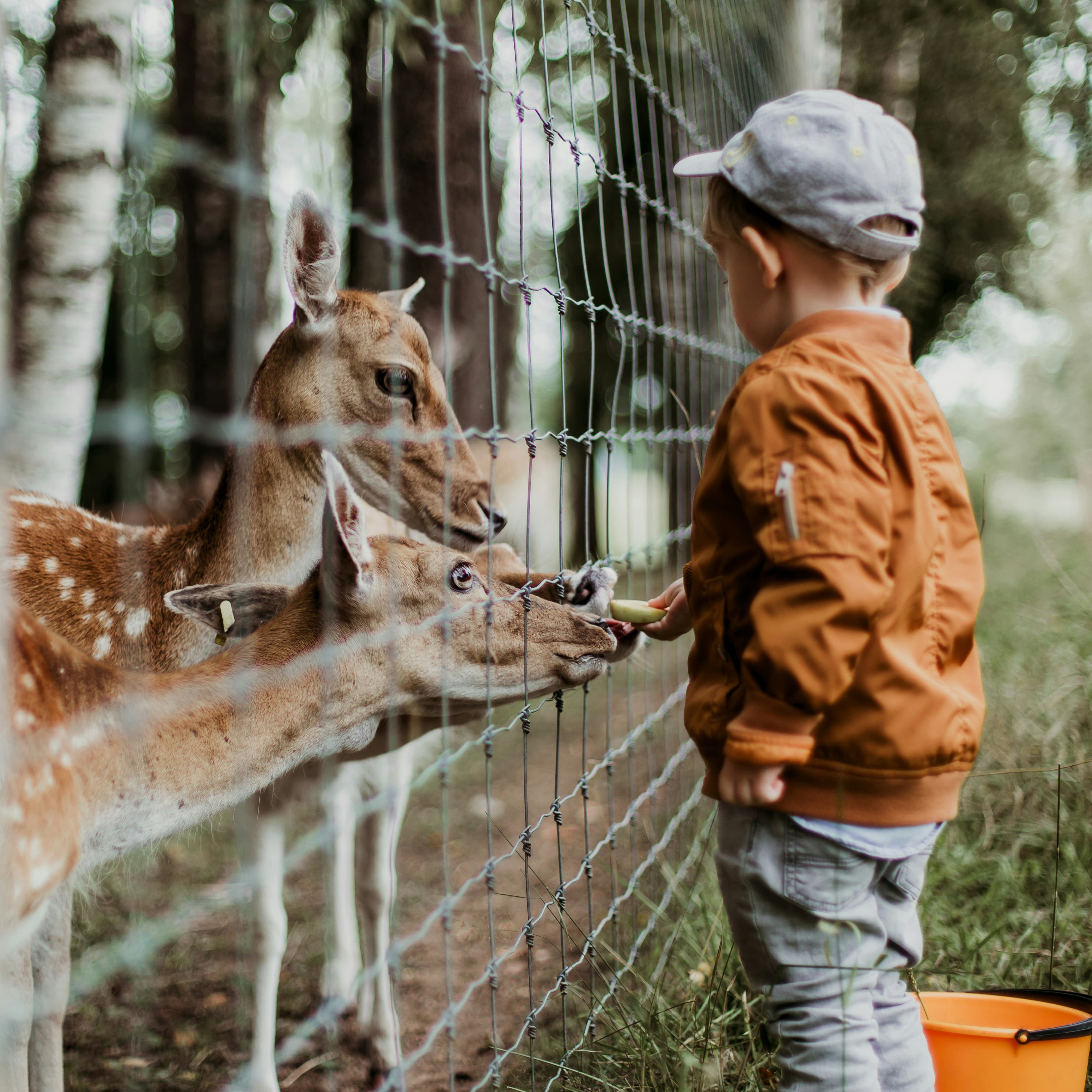 Lincoln Park Zoo Conservation Camp