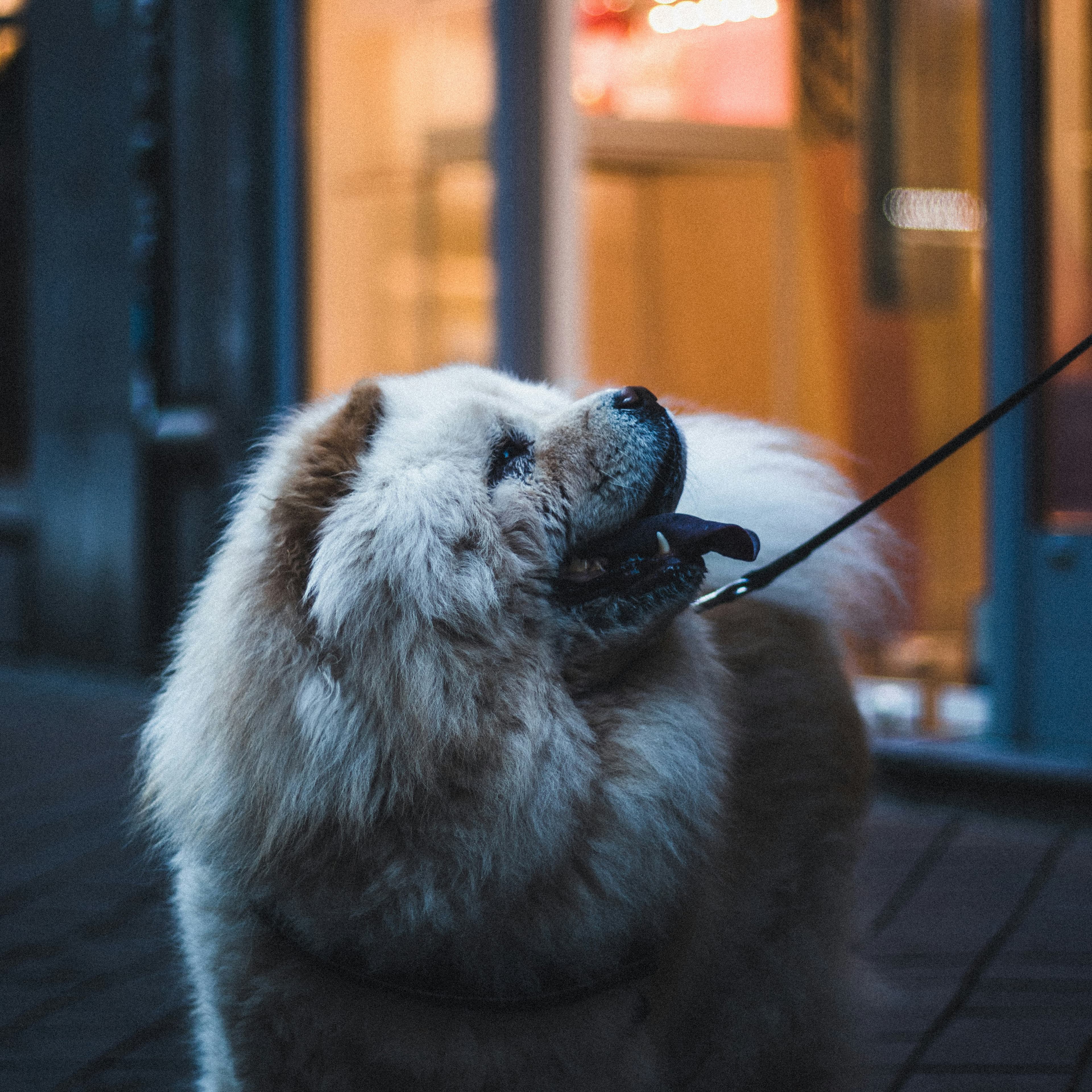 Urban Nature Photography